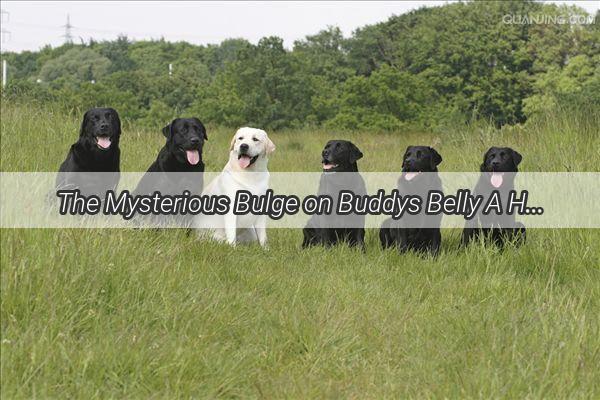 The Mysterious Bulge on Buddys Belly A Heartwarming Tale of Canine Hernia Curiosity